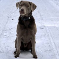 Silver Labrador: The One-of-a-Kind Retriever