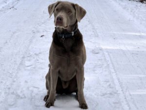 Silver Labrador: The One-of-a-Kind Retriever