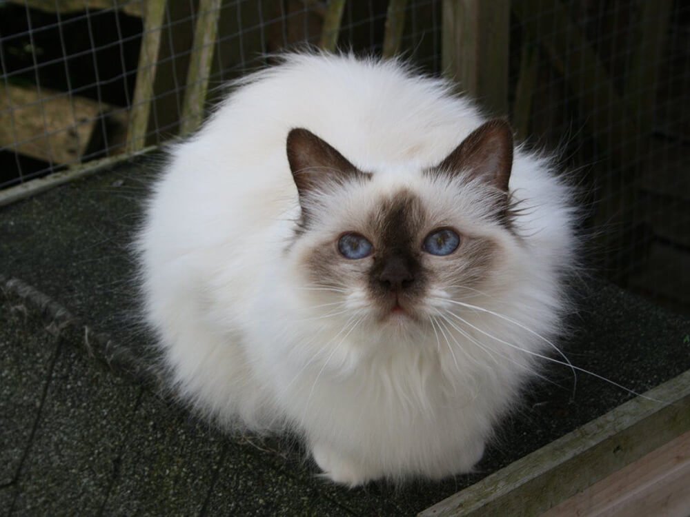 The 20 MostLoved Fluffy Cat Breeds UK Pets