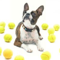 Are Boston Terrier Good Pets?