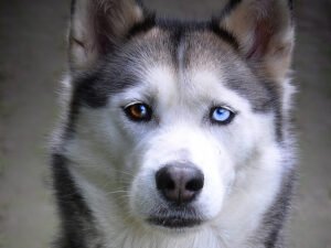 What Are the Causes behind Dogs with Blue Eyes?