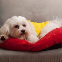 How to Care for a Maltese Dog