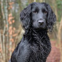 The Pros and Cons of The Working Cocker Spaniel Breed