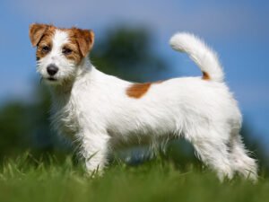 10 Cheapest Dog Breeds That Make the Best Family Pets (2022)
