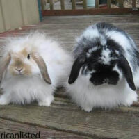 American Fuzzy Lop Rabbit Breed Information