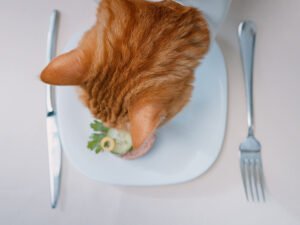 Can Cats Eat Raw Chicken? Advantages, Drawbacks, and Food Safety Tips