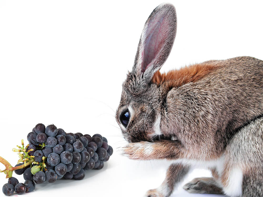 Can Rabbits Eat Grapes? | UK Pets