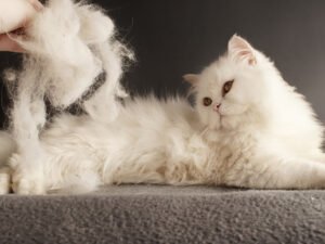 Cat Shedding: When Should You Worry?