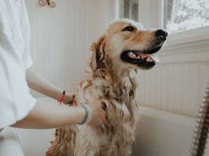 8 Natural Flea Treatments for Dogs
