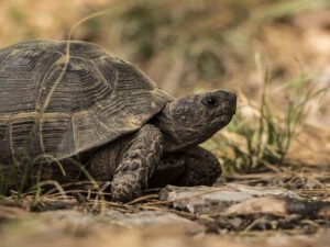 How Long Do Turtles Live? The Secret to a Long Lifespan