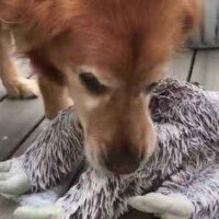 Sweet Golden Retriever Attempts to Save His Favourite Toy from Freezing to Death