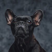 6 Facts about the Rare Black French Bulldog