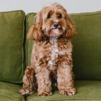 10 Most Asked Questions About the F1 Cockapoo