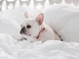 French Bulldog Pregnancy: 8 Things You Should Know