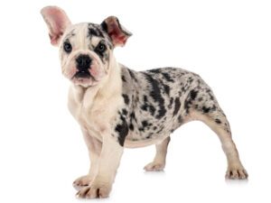 10 French Bulldog Rare Colors