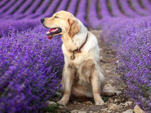 How Long Do Labradors Live? And How to Prolong It