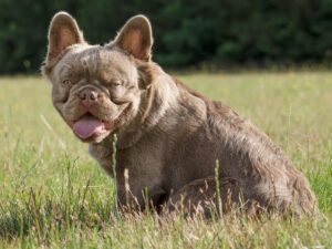 What Is a Fluffy French Bulldog?