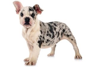 Top 8 Facts About the Merle French Bulldog