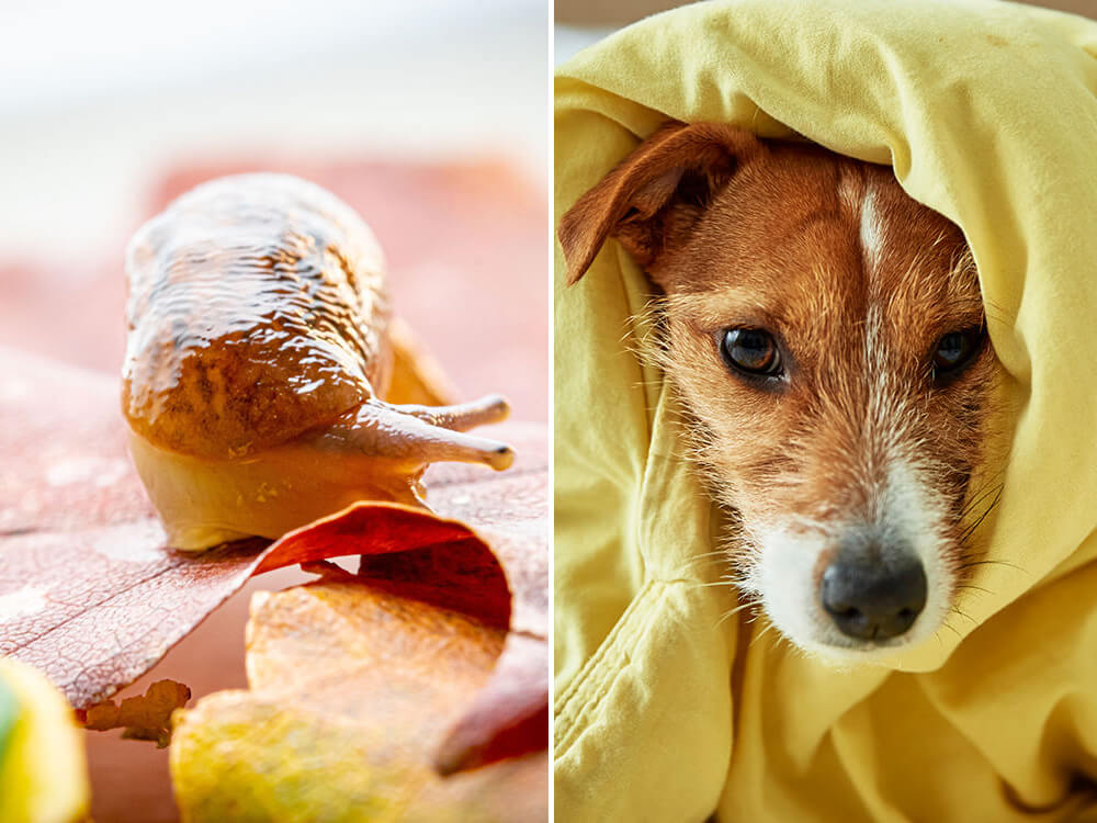 Are Slugs Poisonous to Dogs?