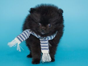 8 Facts About the True Black Pomeranian