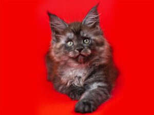 8 Facts About The Special All Black Maine Coon