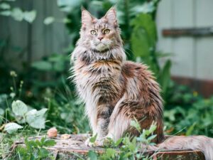 Maine Coon Cat Size: How Big Do These Giant Felines Get?