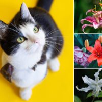 Are Lilies Poisonous to Cats?