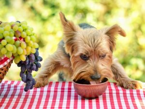 Why Are Grapes Bad for Dogs?