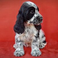 6 Surprising Facts About the Blue Roan Cocker Spaniel