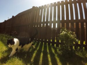 6 Natural and Cruelty-Free Cat Deterrents for Your Garden