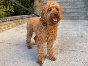 Top 10 Things to Know About the Miniature Labradoodle