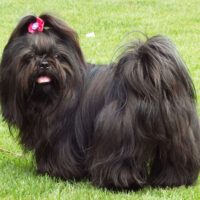 Black Shih Tzu: How Rare Is This Coat Colour in the Breed?