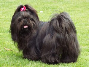 Black Shih Tzu: How Rare Is This Coat Colour in the Breed?