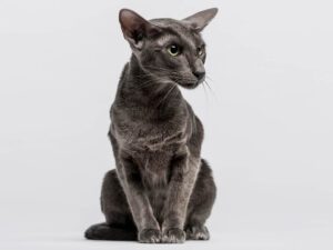 Pure Black Siamese Cats: Do They Exist?