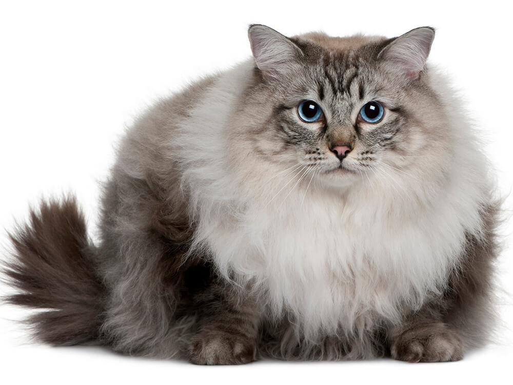Ragdoll Cat Size: How Big Is She Compared to Regular Cats?