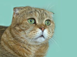 Scottish Fold Munchkin Cat: A Mix of Two Popular Cat Breeds
