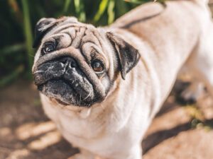 Pug Health Matters: Navigating Common Issues in Your Pug