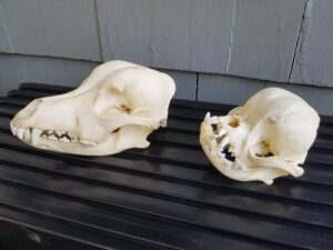 The Pug Skull: Drastic and Disastrous Changes Over Time