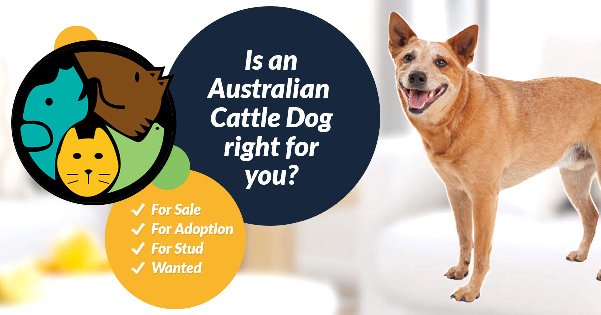Australian Cattle Dog Dog Breed | UKPets