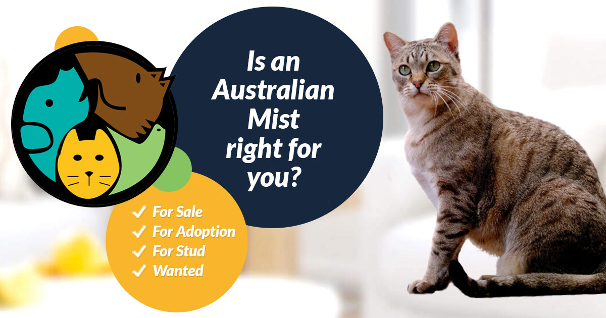 Snuble hævn Nogen Australian Mist Cats and Kittens For Sale in the UK