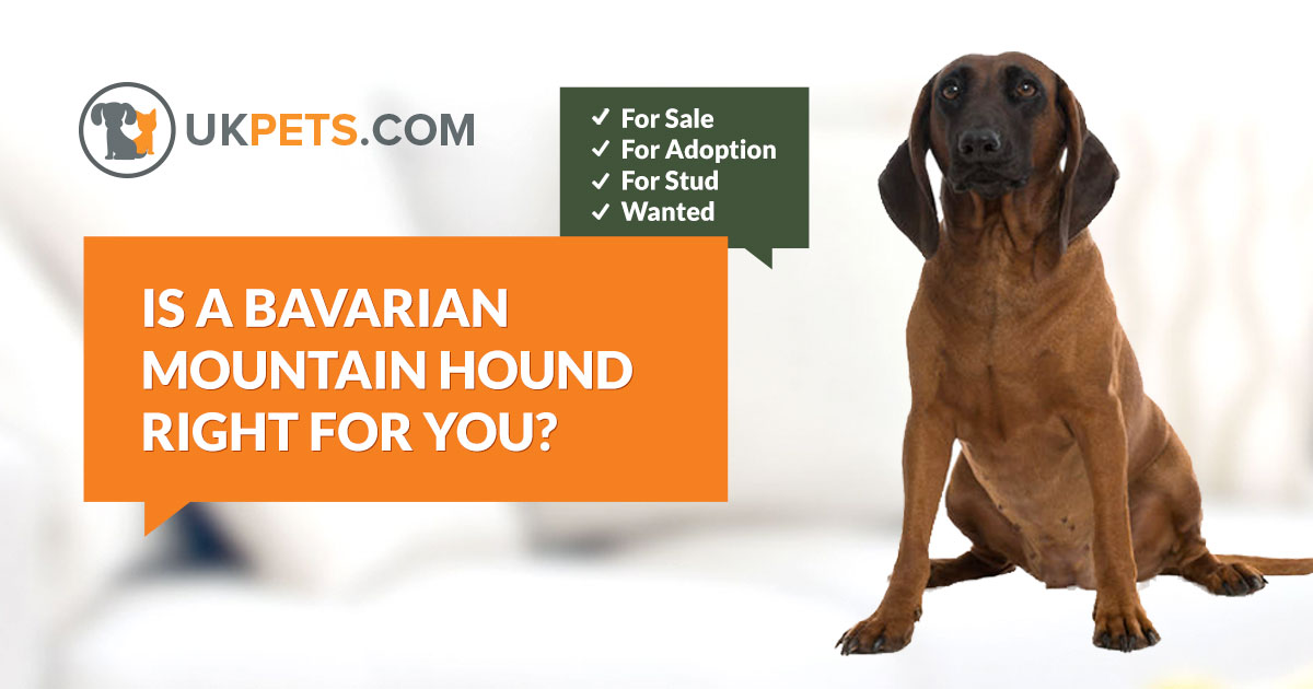 Bavarian Mountain Hound Dogs Wanted Uk Pets