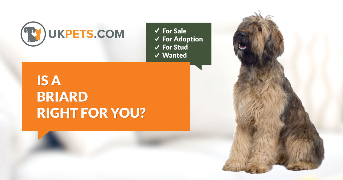 Briard Dog Breed Information | UK Pets