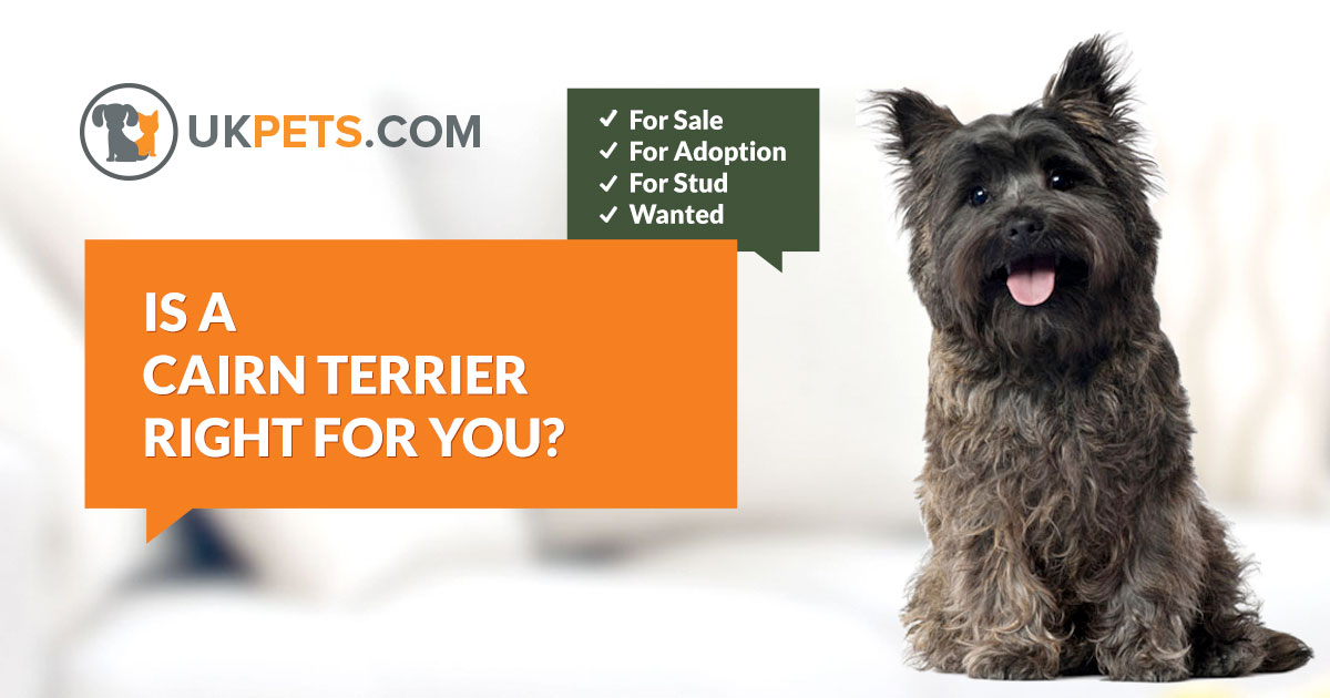 Cairn Terrier Dogs And Puppies For Sale In The Uk Uk Pets