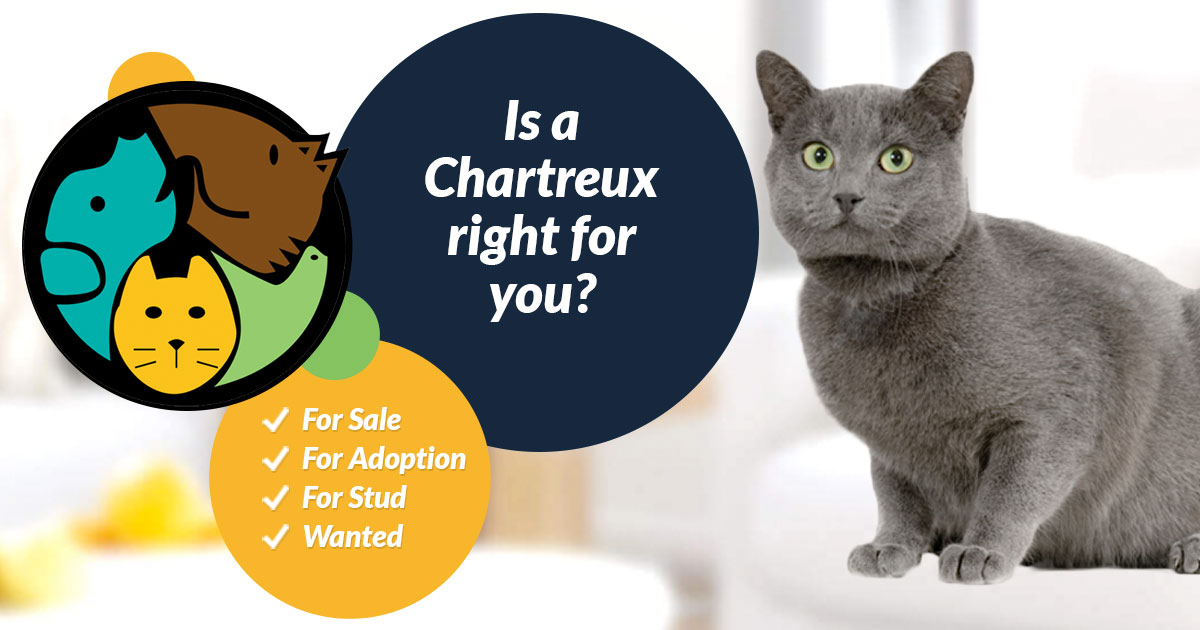 Chartreux Cat Breed Information UK Pets