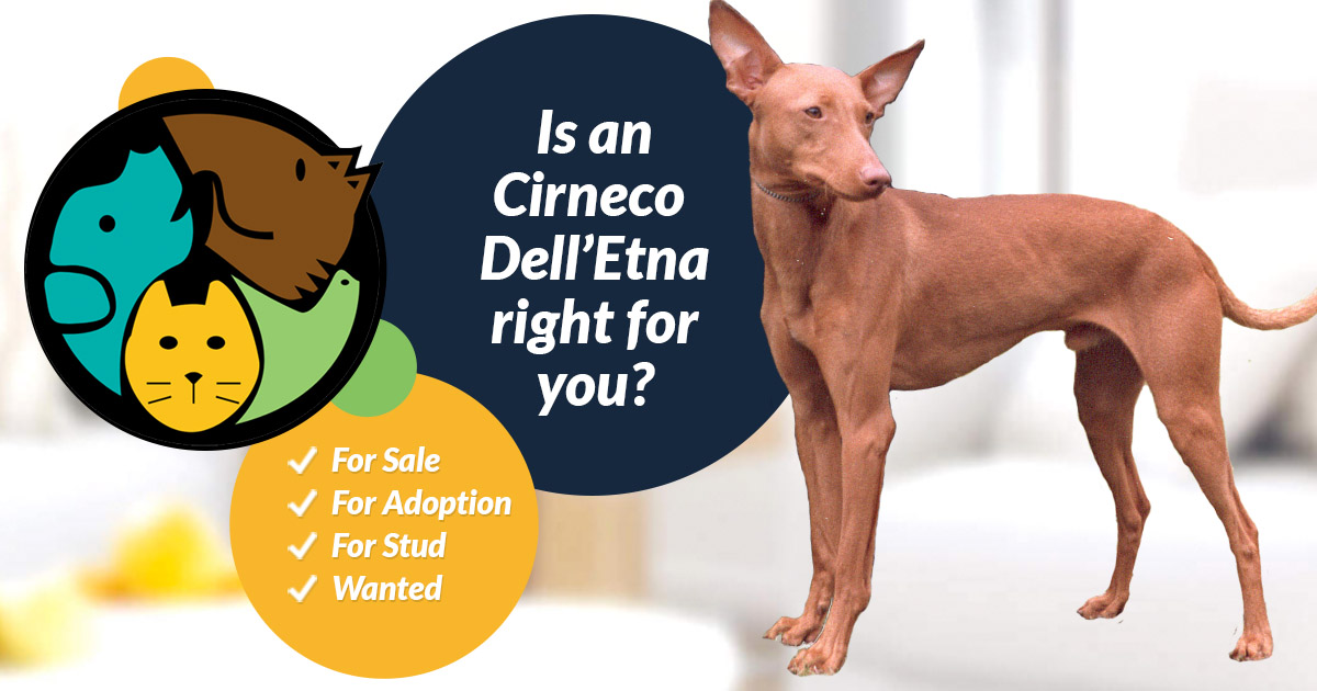 Cirneco Dell Etna Dog Breed Information Uk Pets