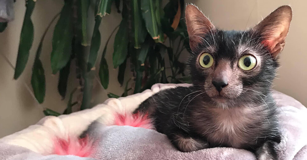 Lykoi Cats and Kittens For Sale in the UK
