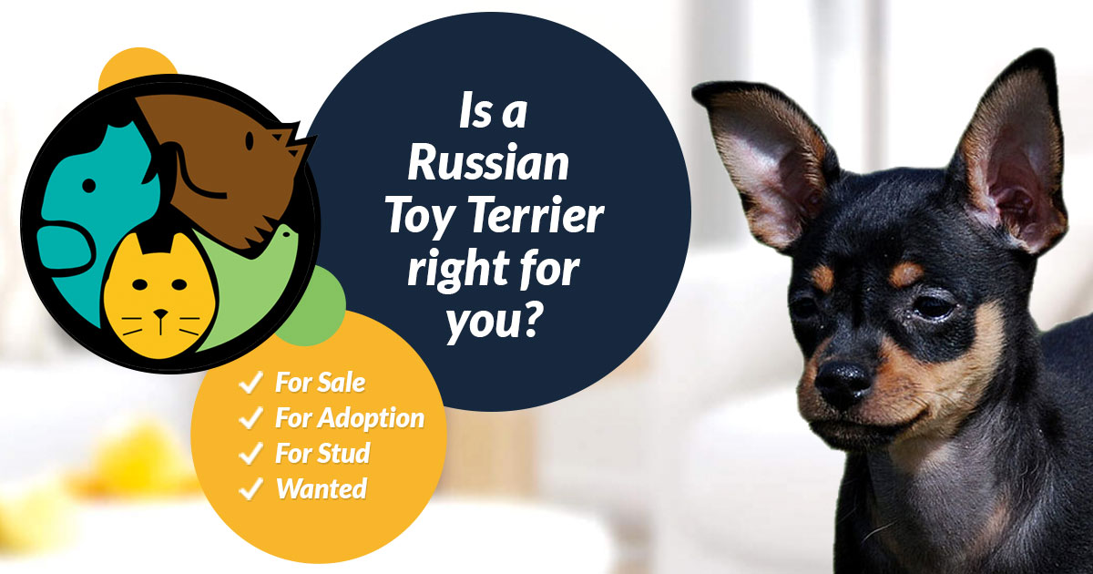 Russian Toy Terrier Dog Breed Information Uk Pets