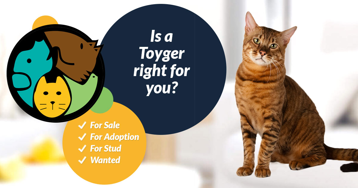 Toyger Cats And Kittens For Adoption Rehome In The Uk Uk Pets