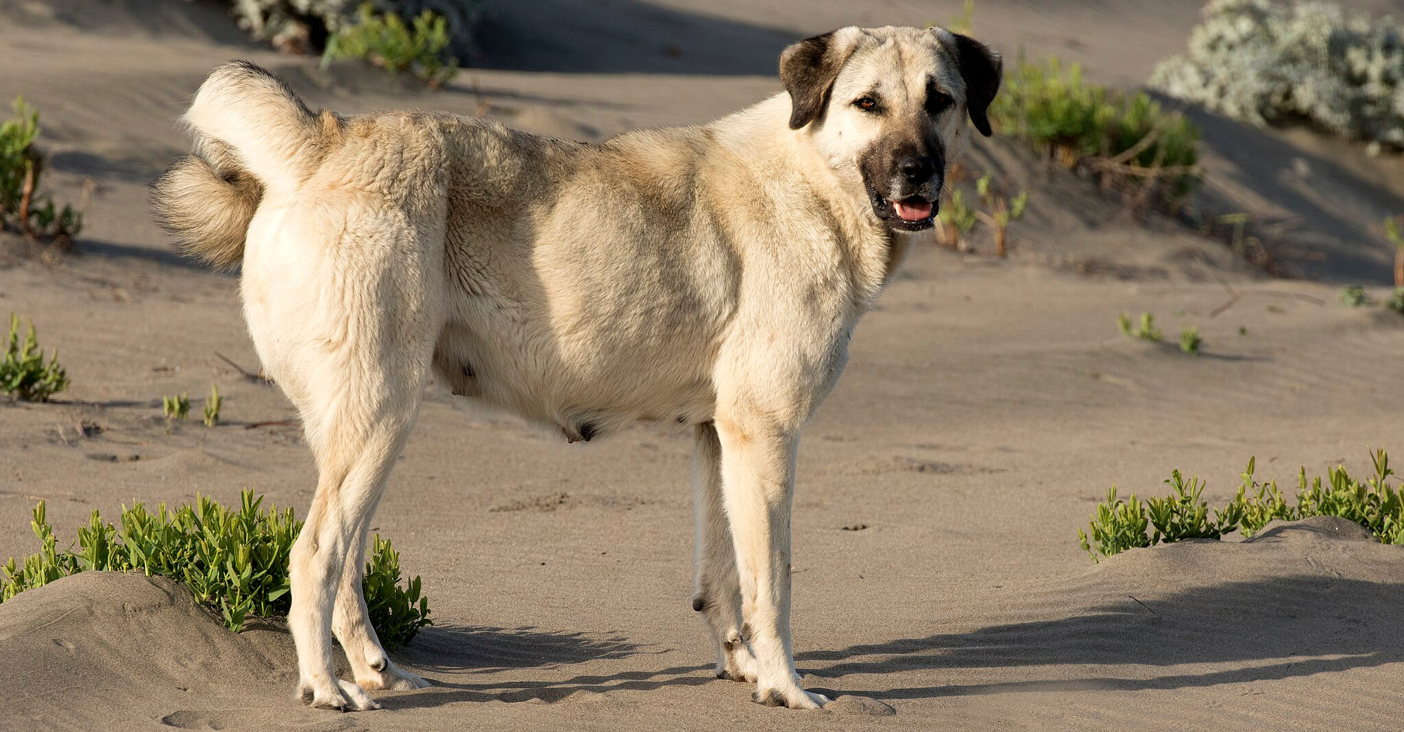 Turkish Kangal Dogs and Puppies For Stud in the UK