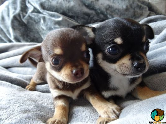 kc registered chihuahua